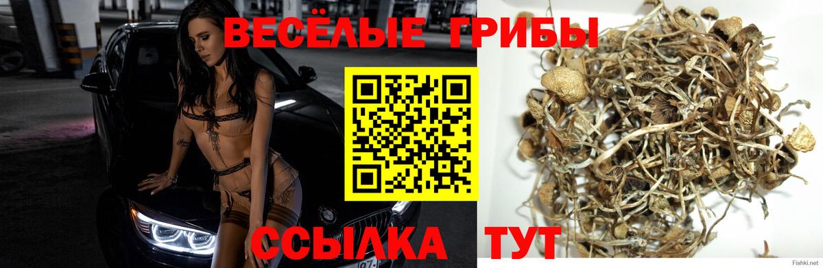 Псилоцибиновые грибы Psilocybe  Вход с VPN  Балашиха  Псилоцибиновые грибы мухоморы 